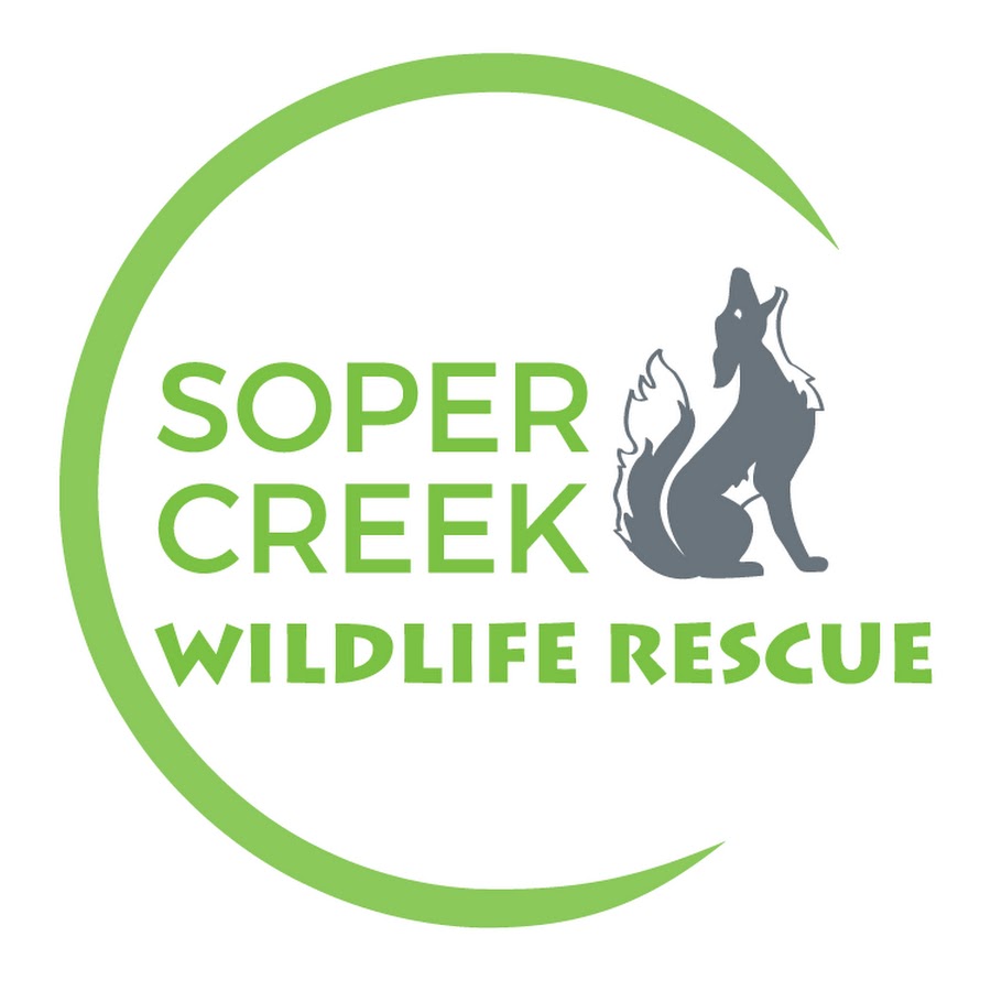 Soper Creek Wildlife Rescue YouTube 频道头像