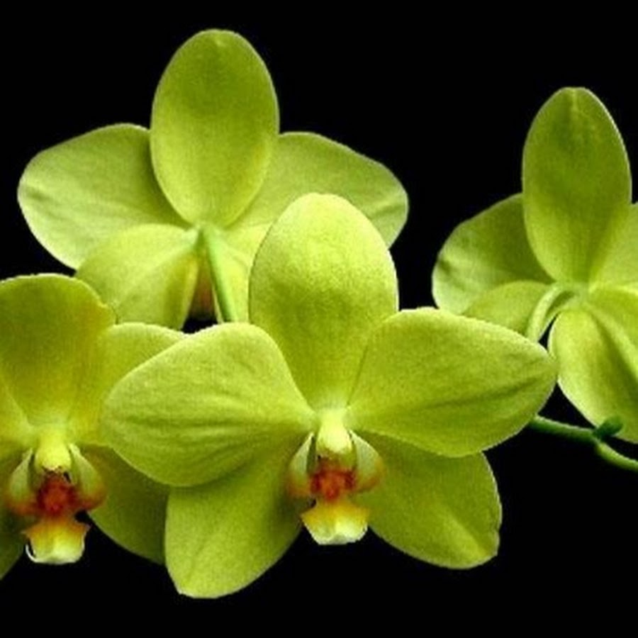 Victoria's Orchids /