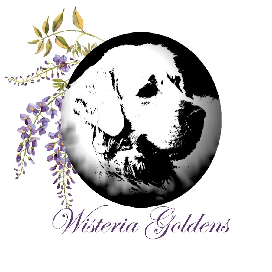Wisteria Goldens YouTube-Kanal-Avatar