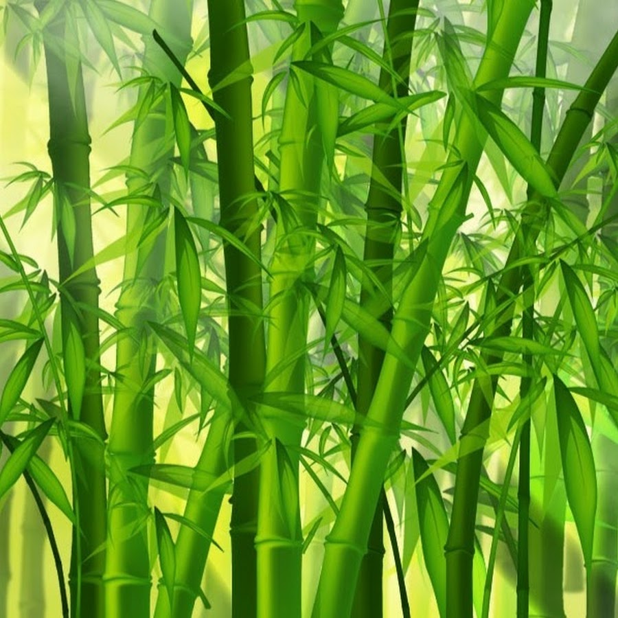 Bamboo Tropi رمز قناة اليوتيوب