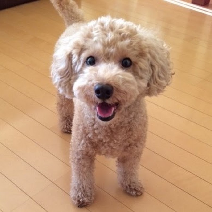 Toy Poodle NANA's Channel YouTube channel avatar