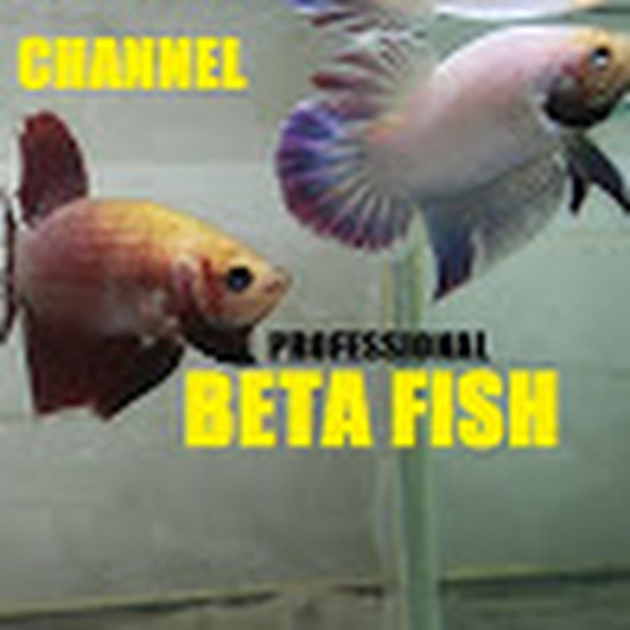 Beta Fish 2016 YouTube channel avatar
