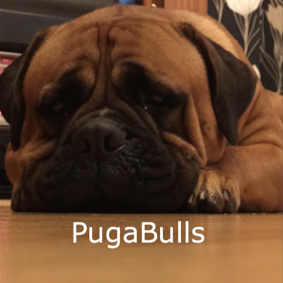 PugaBulls YouTube channel avatar