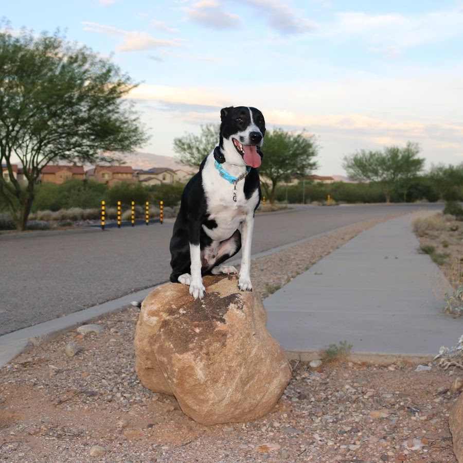 Tucson Dog Trainer Avatar de chaîne YouTube