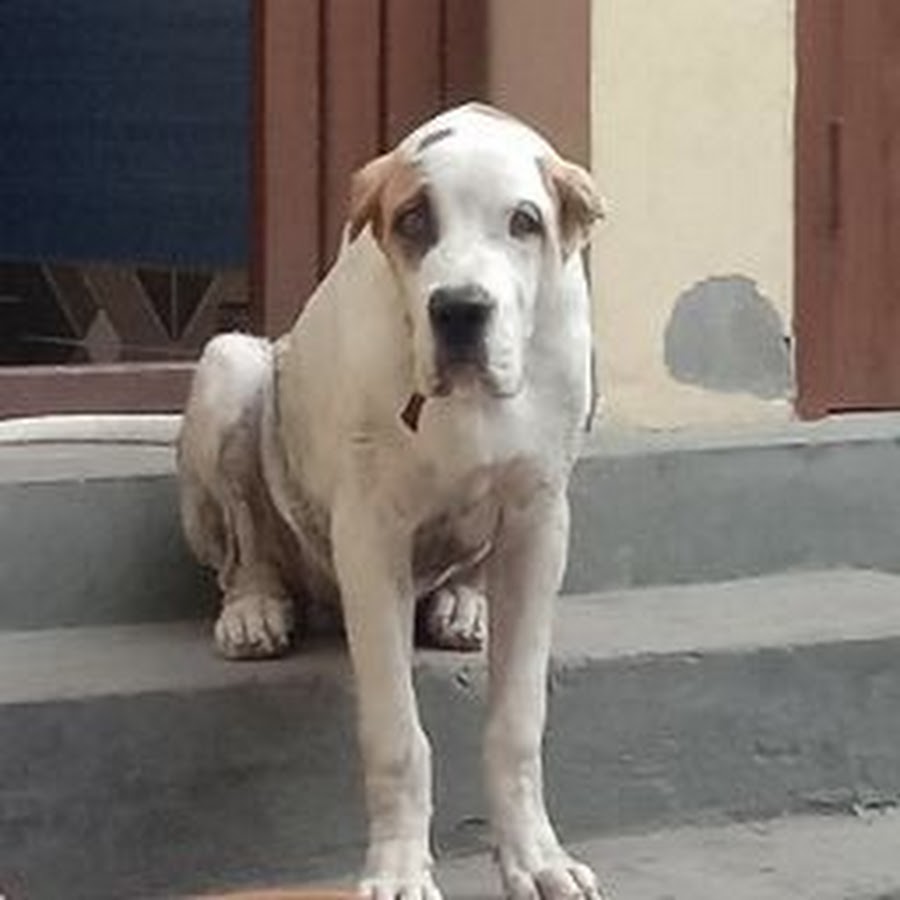 Bully dog breeder sonipat hariyana رمز قناة اليوتيوب
