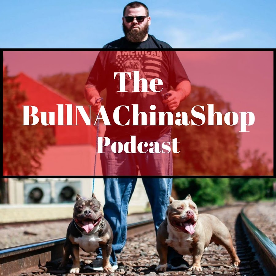 Bull-NA-ChinaShop TV ইউটিউব চ্যানেল অ্যাভাটার