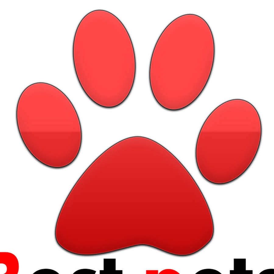 best pets رمز قناة اليوتيوب