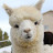 ALPACA