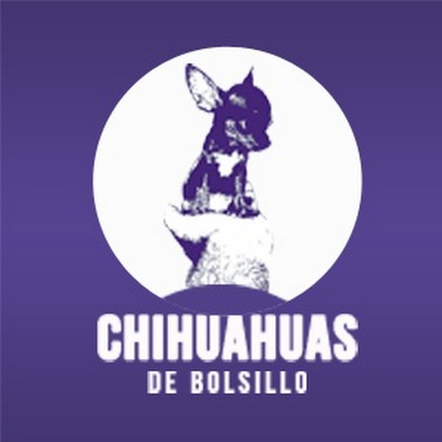 Chihuahuas de Bolsillo رمز قناة اليوتيوب