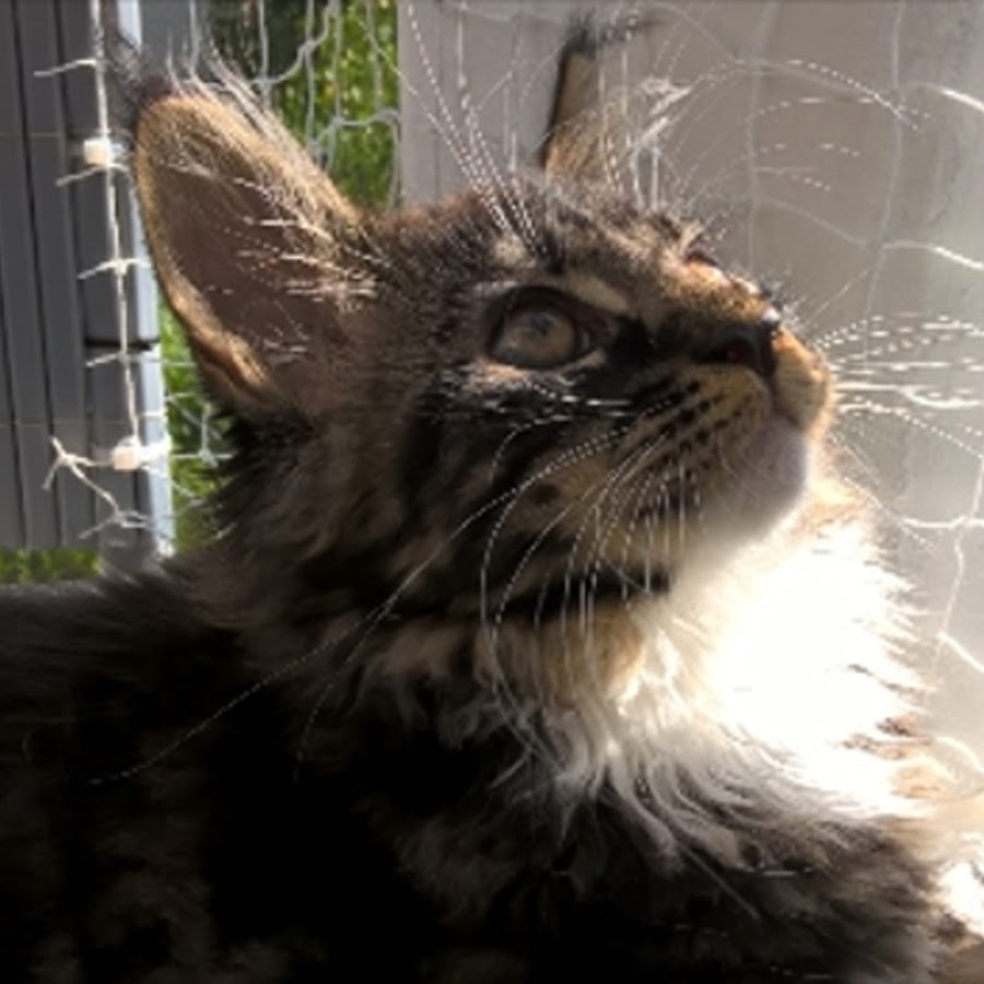 tiwi-cats YouTube kanalı avatarı
