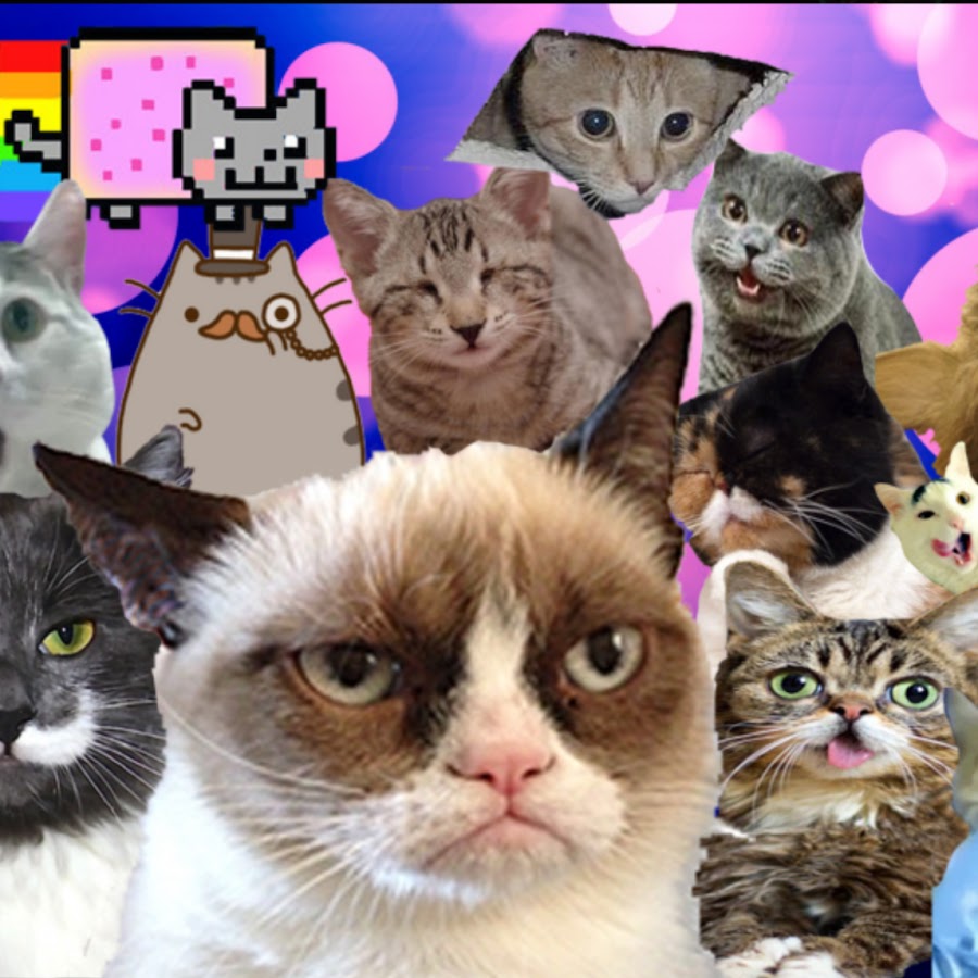 Все мемные коты на одной картинки