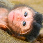 Monkey Daily - @0979994439  YouTube Profile Photo
