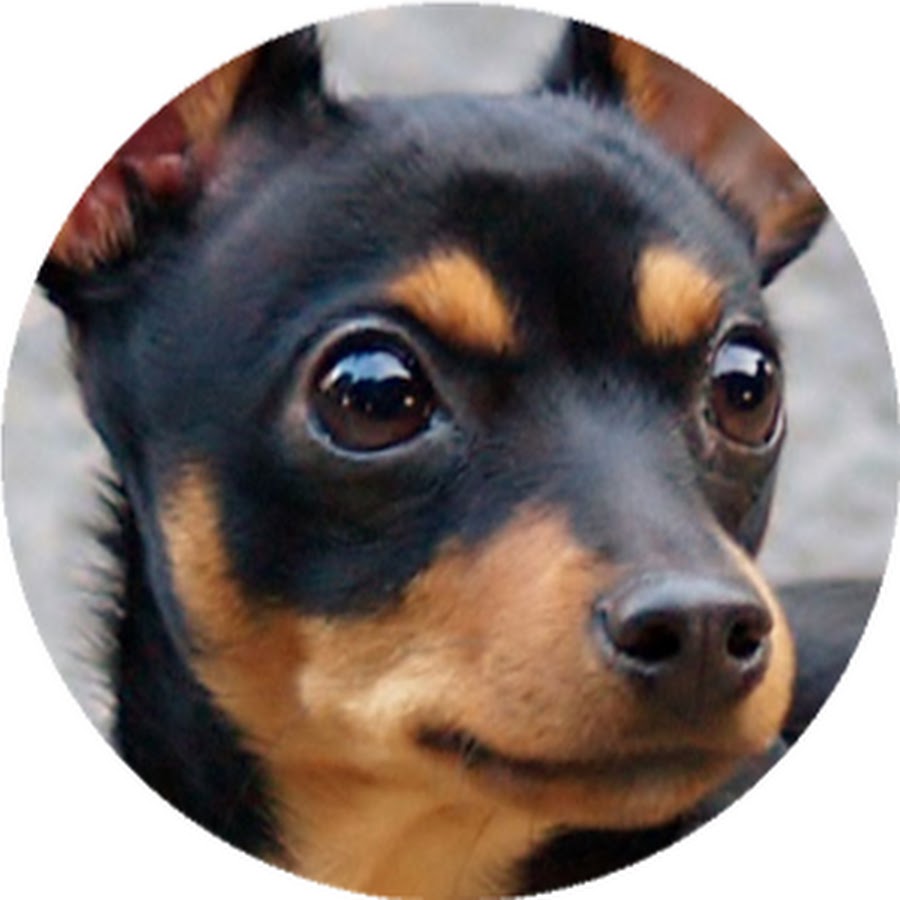 MINIATURE PINSCHER CLUB OF INDIA YouTube channel avatar