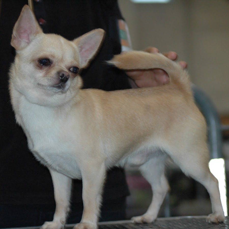 Allevamento Del Piccolo Amico Youtube