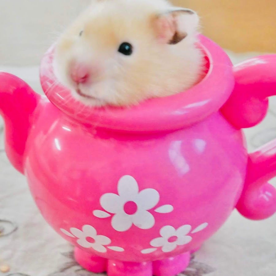 ハムスターのお部屋 Youtube