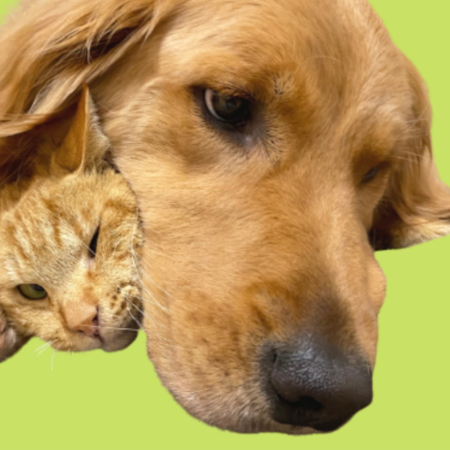 もみよも Youtube