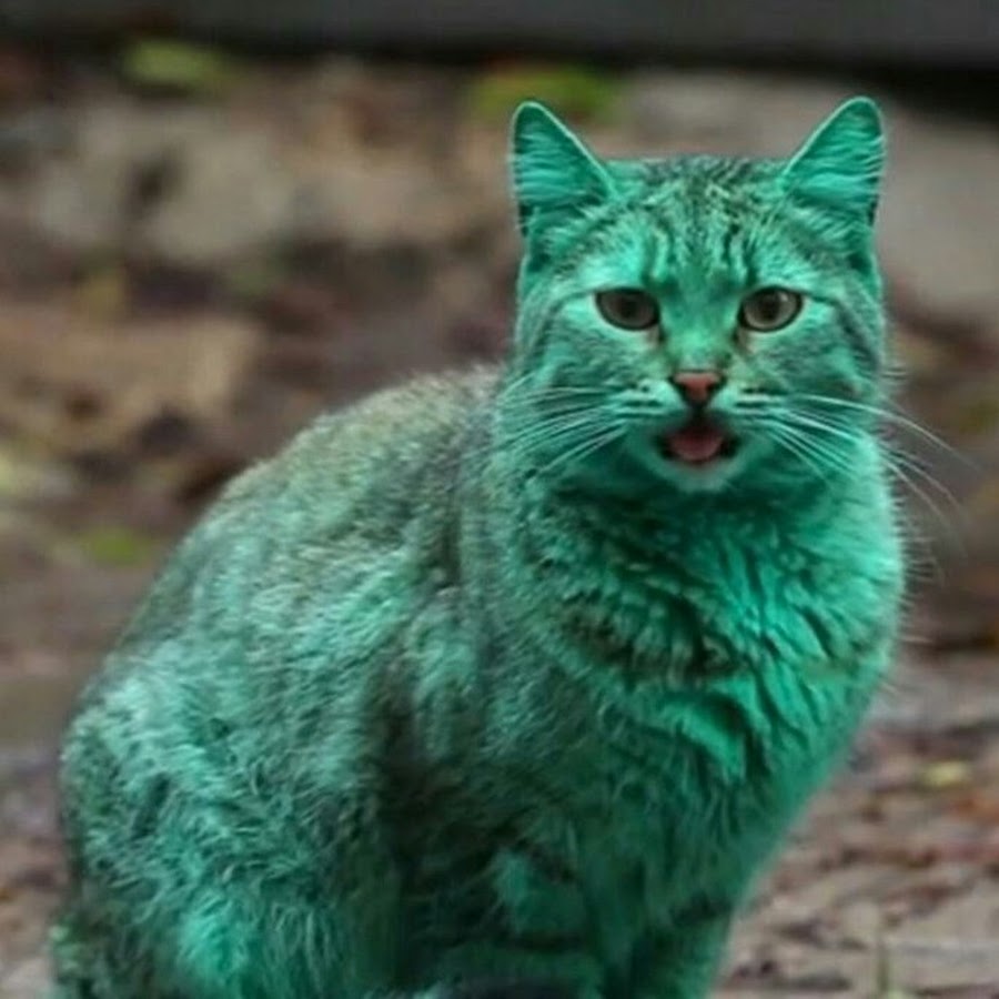 Зело зеленое. Зеленый кот. Тёмно зелёный кот. Салатовая кошечка. Темно зеленая кошка.