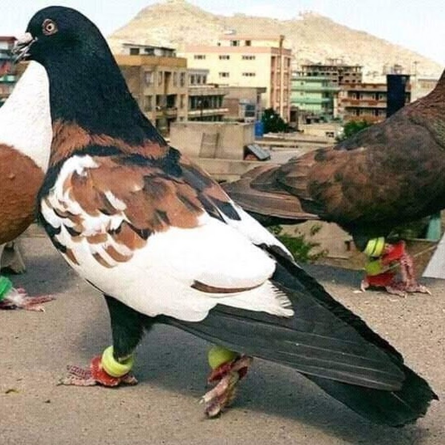 Quetta Pigeons