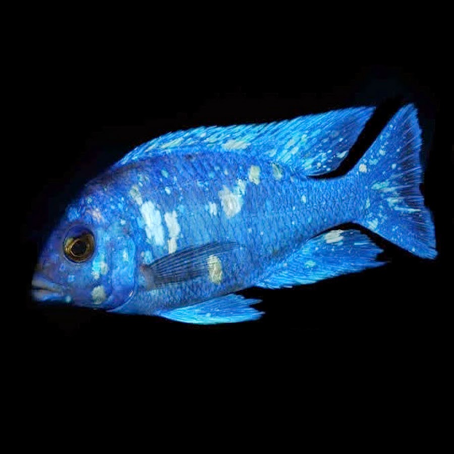 FishXperiment YouTube channel avatar