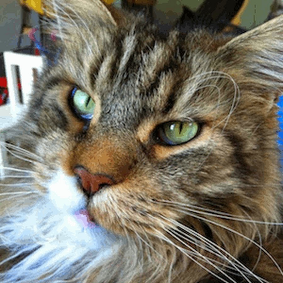 Maine Coon .nl Avatar canale YouTube 