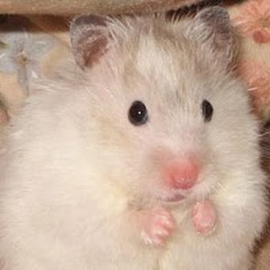 Как выбрать породу хомяка: советы и рекомендации