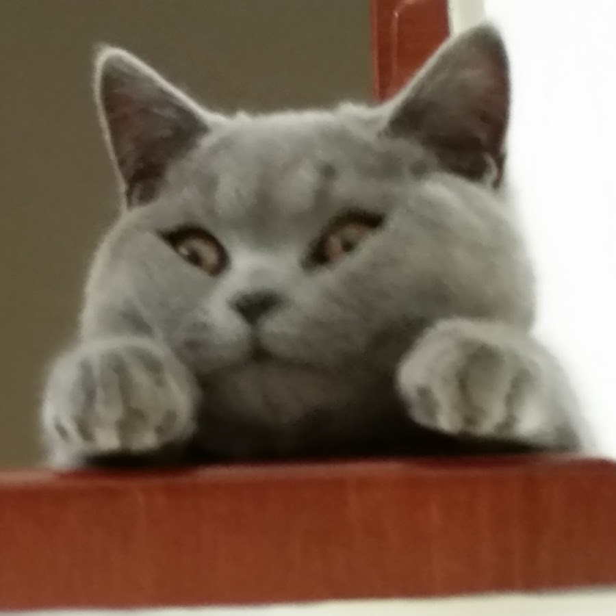 Qtpie Silver Cat Avatar del canal de YouTube