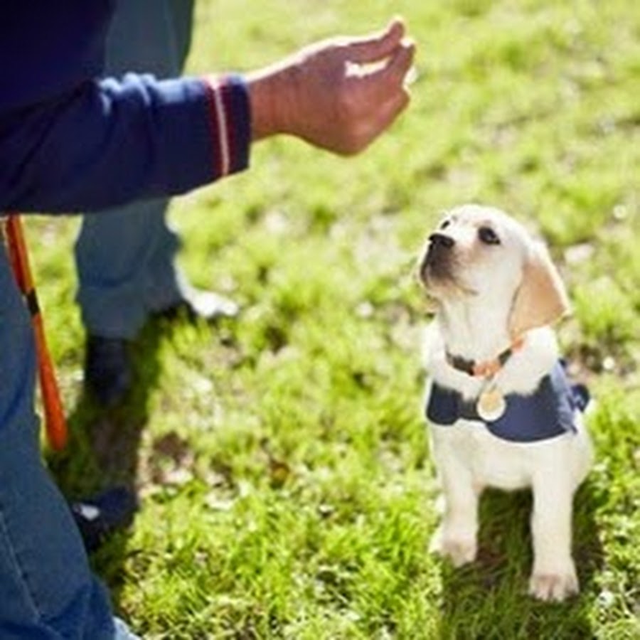 Puppy In Training