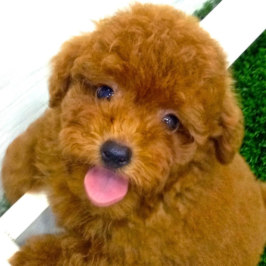 Truffles the Toy Poodle YouTube channel avatar