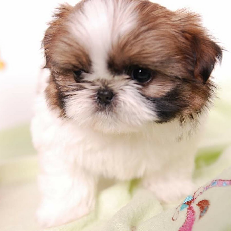 Shih Tzu are the Best YouTube channel avatar