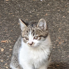 らいかペットちゃんねる Youtube Channel Statistics Online Video Analysis Vidooly