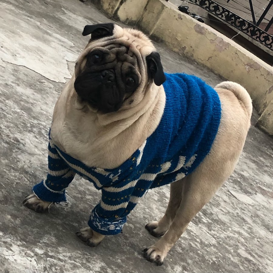 Spike - The Pug Puppy Avatar channel YouTube 