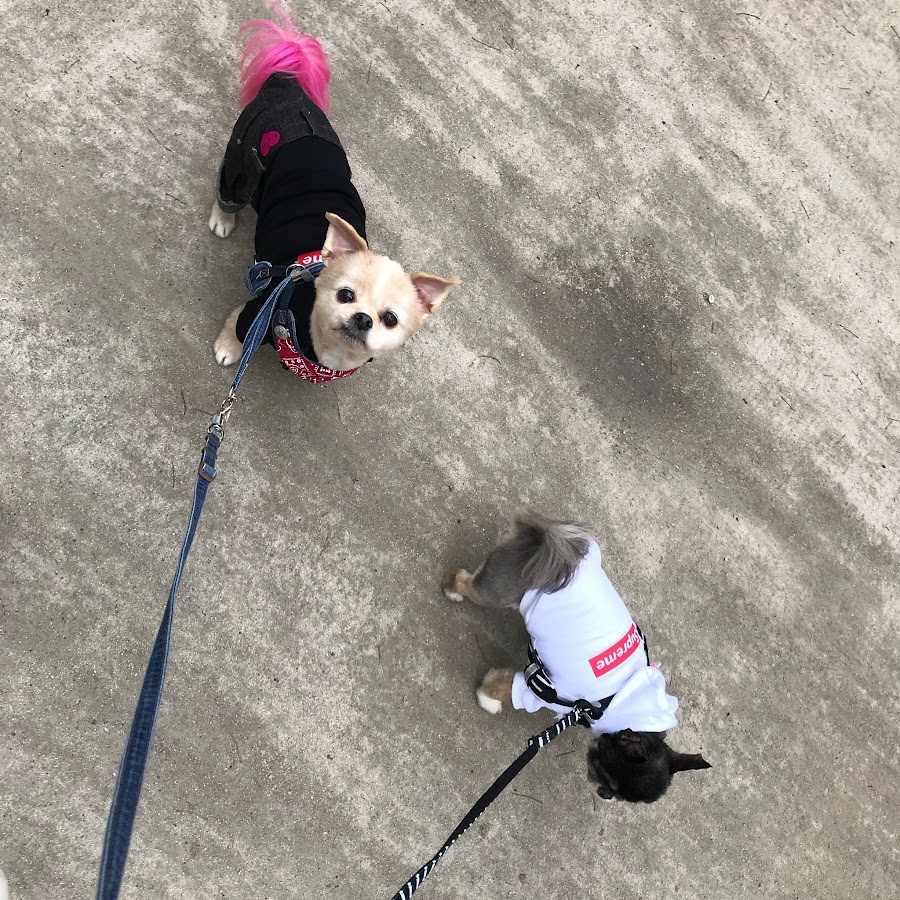 ぶちゃかわ犬 金太郎とファルコン兄弟犬 Youtube