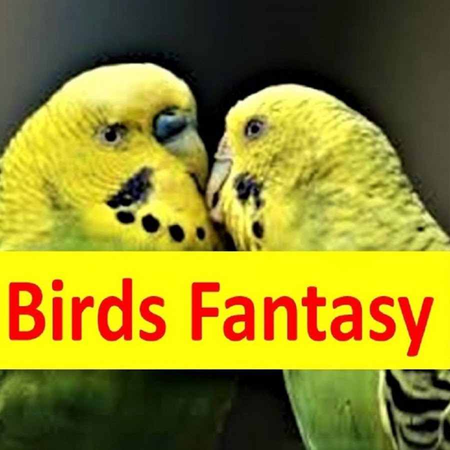 Birds Fantasy YouTube channel avatar
