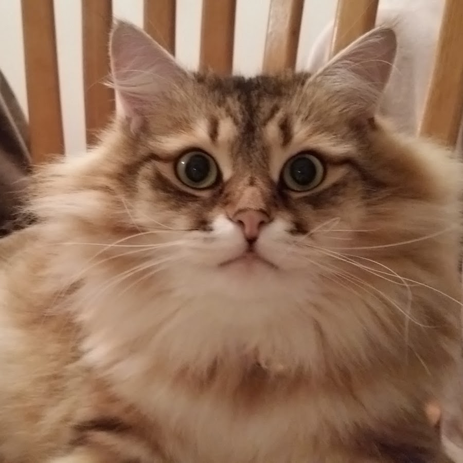 Lil' DUDE Siberian Cat YouTube channel avatar