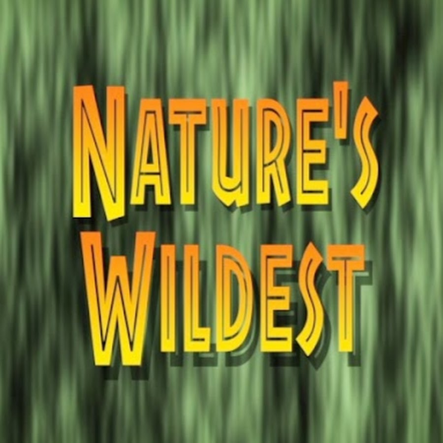 Nature's Wildest Avatar de chaîne YouTube
