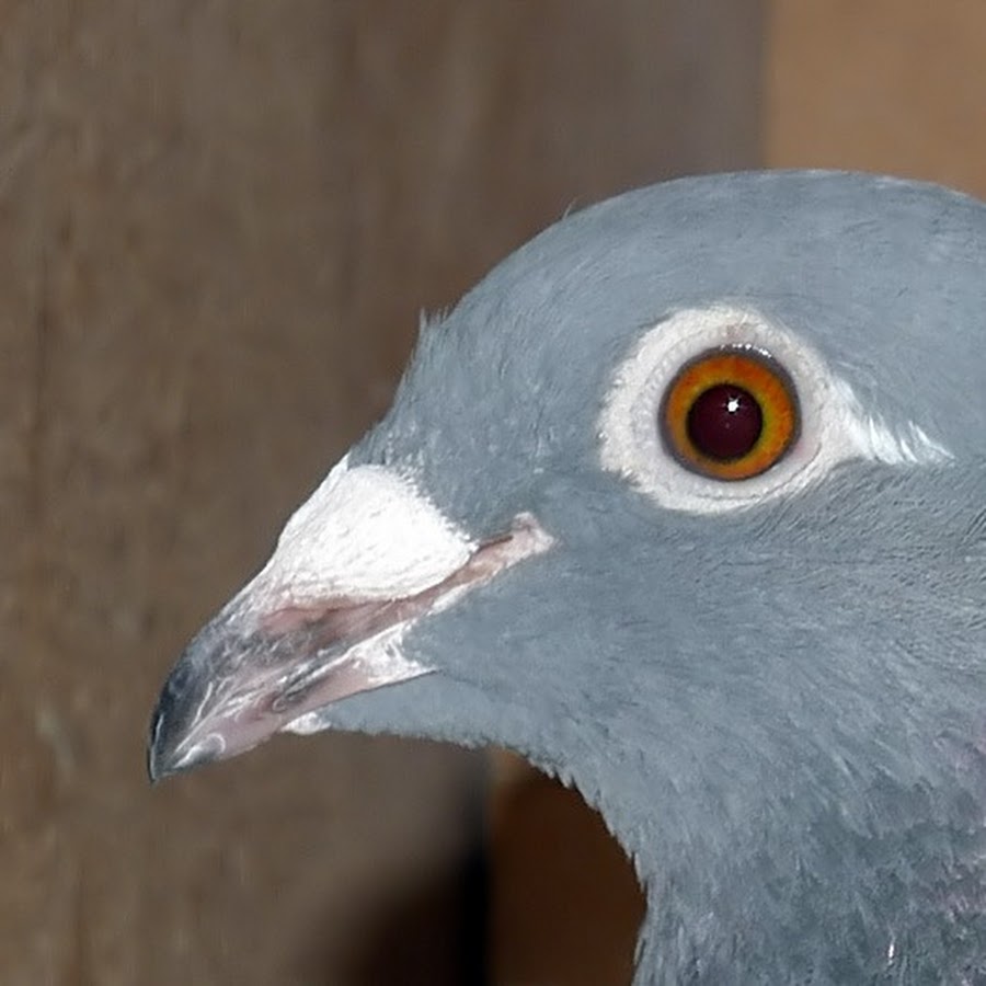 Birdmanhayes YouTube channel avatar