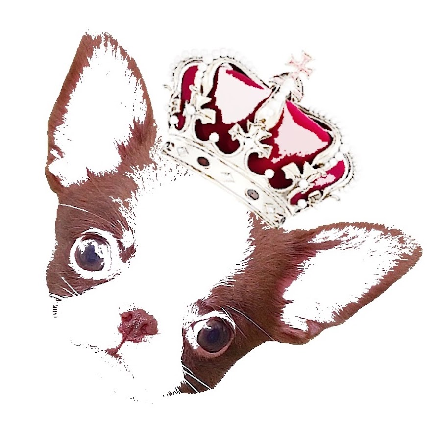 Chihuahuas Villa del Rey YouTube channel avatar