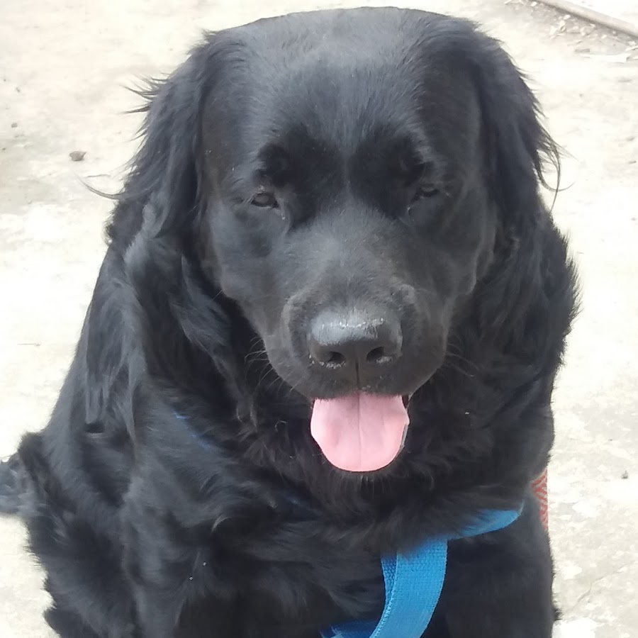 Frodo - The black labrador यूट्यूब चैनल अवतार