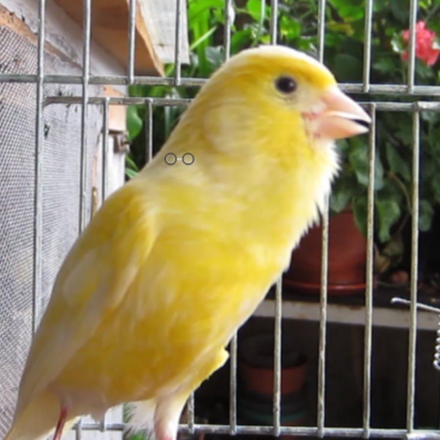 Bird song YouTube 频道头像