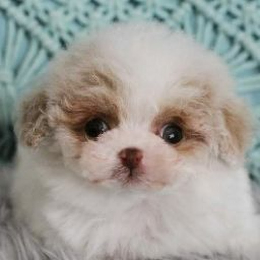 Lilliput Teacup Poodle YouTube channel avatar