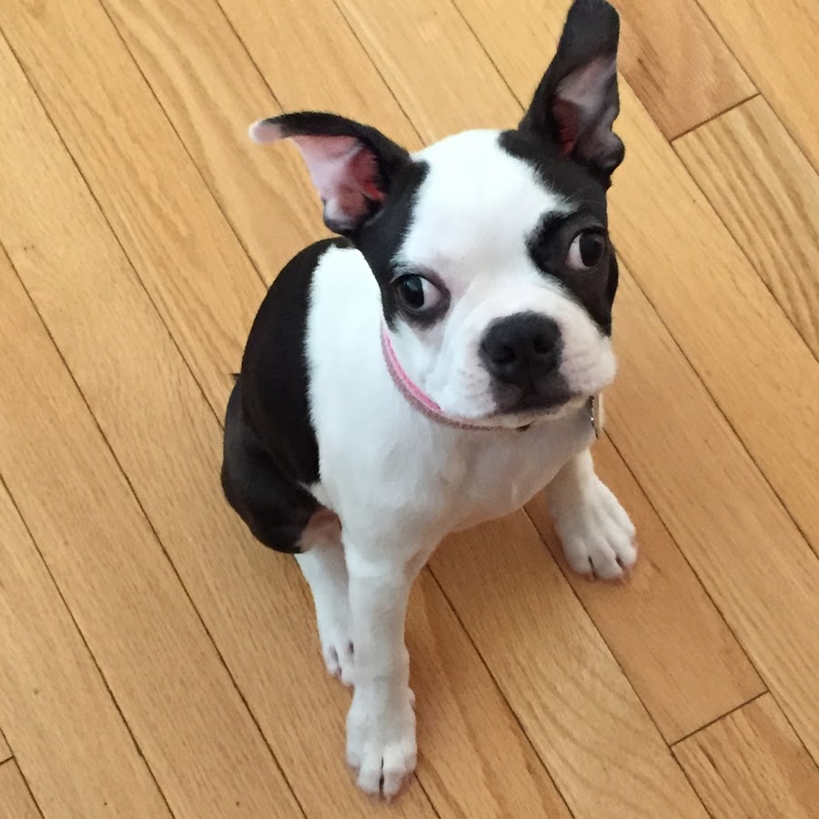 Riley The Boston Terrier YouTube channel avatar