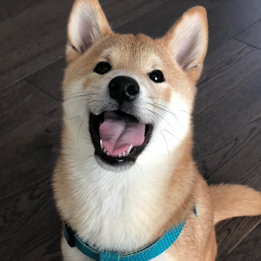 Totoro The Shiba Inu YouTube channel avatar