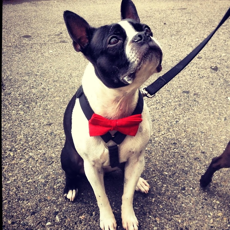 FrankTheBoston