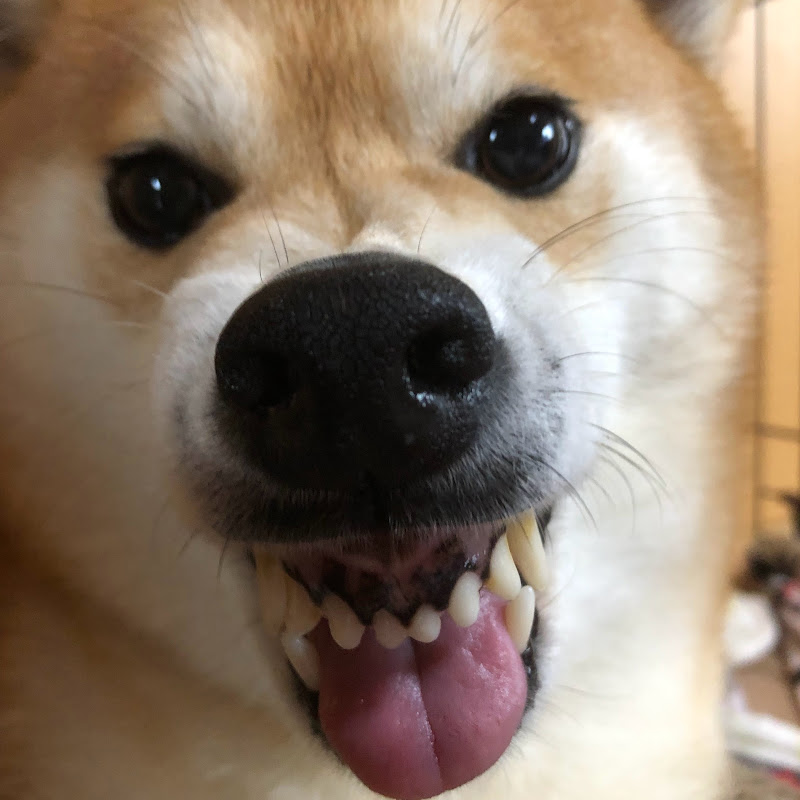 柴犬ここの日常 - 網紅的藏寶箱 