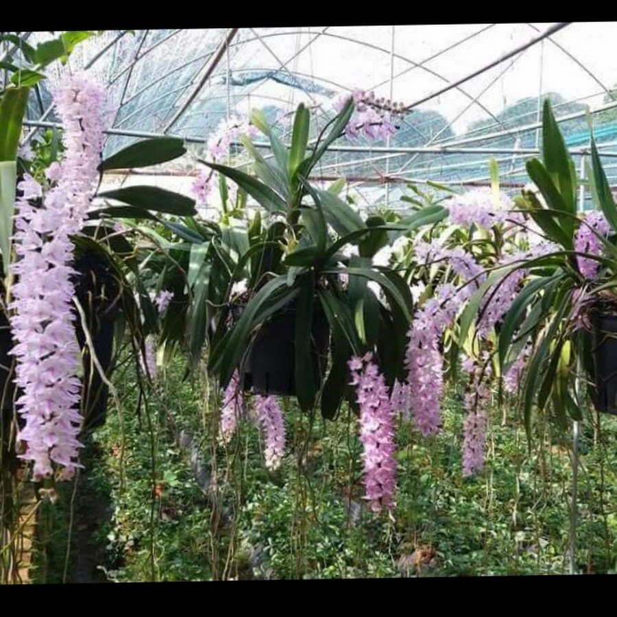 VÆ°á»n Lan Chung MÃ£ - Cao Báº±ng Orchids ইউটিউব চ্যানেল অ্যাভাটার