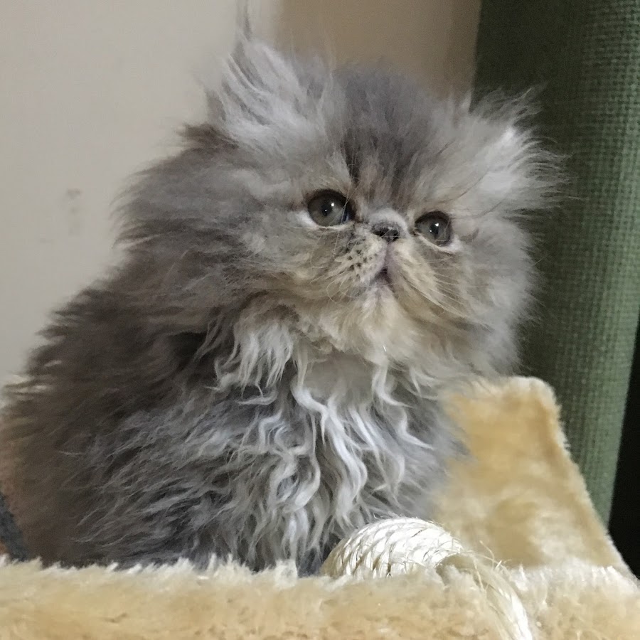 Peke face Persian kitten यूट्यूब चैनल अवतार