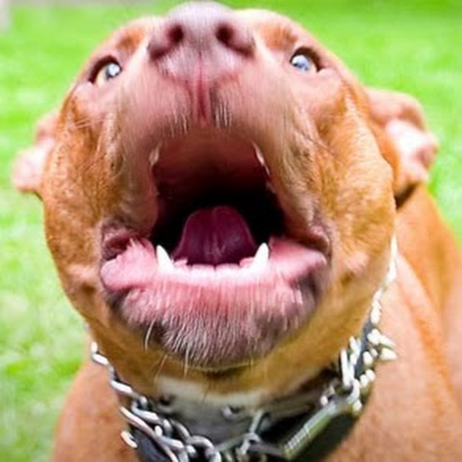 Pitbull Dogs رمز قناة اليوتيوب