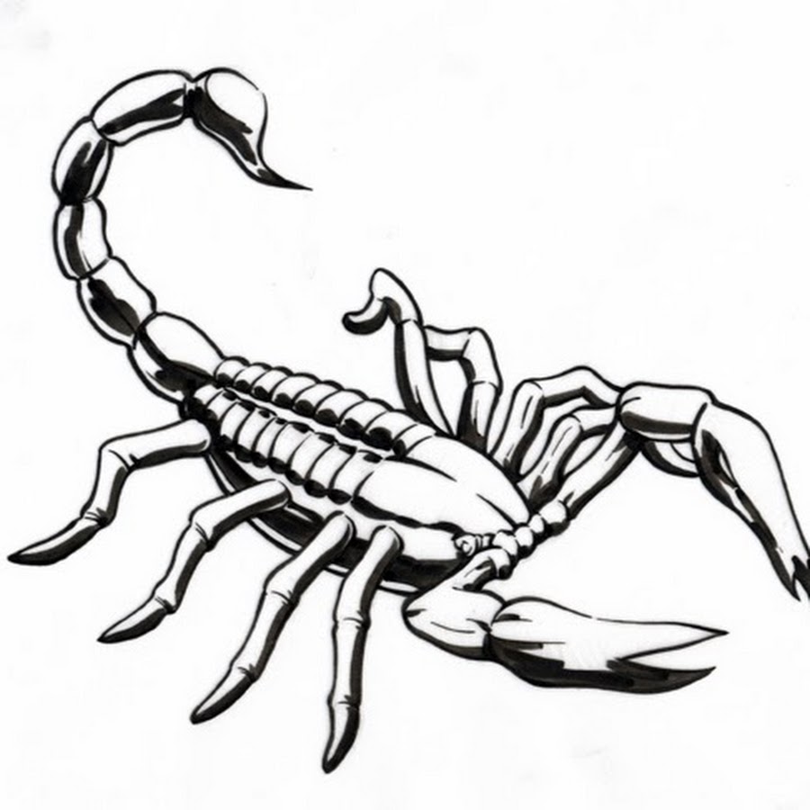 Скорпион s1e6. Скорпион раскраска. Скорпион для рисования. Скорпион рисунок. Скорпион раскраска для детей.