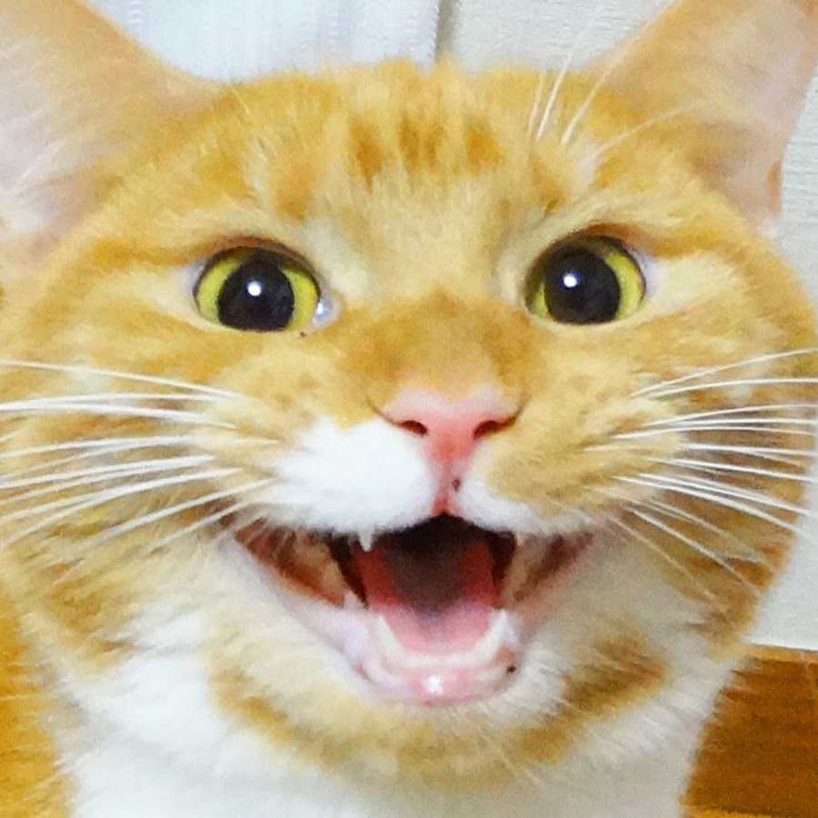 çŒ«ã®ã„ã‚‹ç”Ÿæ´» Life with Cats by FESTA YouTube channel avatar
