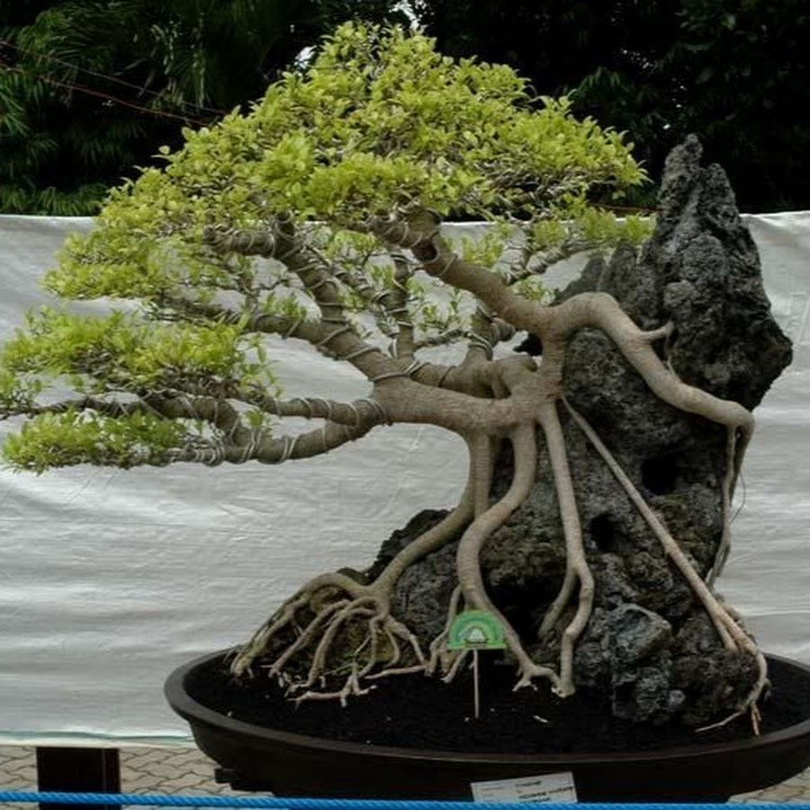 Tree Flower and Plants